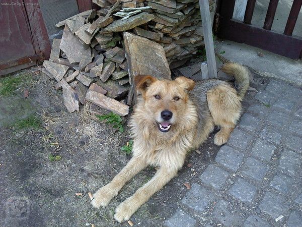 Foto: Agresivita a prochzky -Dobr den. Mm tyletho kence nmeckho ovka a potebovala bych pora