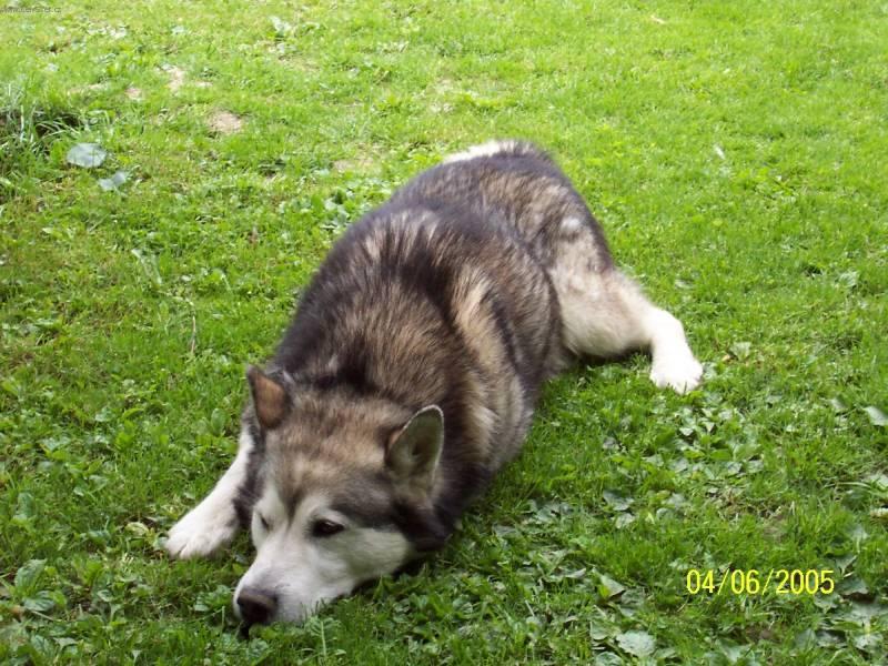 Fotky: Aljask malamut (foto, obrazky)