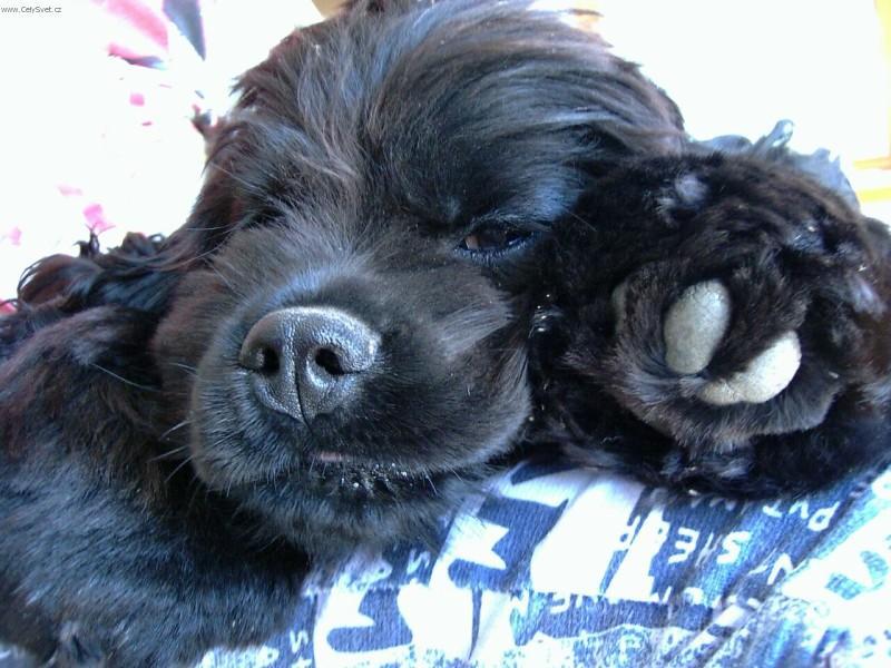 Foto: Americk� kokr�pan�l-Fatima Vitezna. Majitelka: Veronika Spurn�