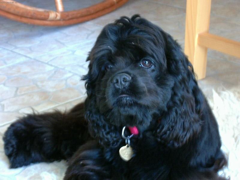 Foto: Americk� kokr�pan�l-Fatima Vitezna. Majitelka: Veronika Spurn�