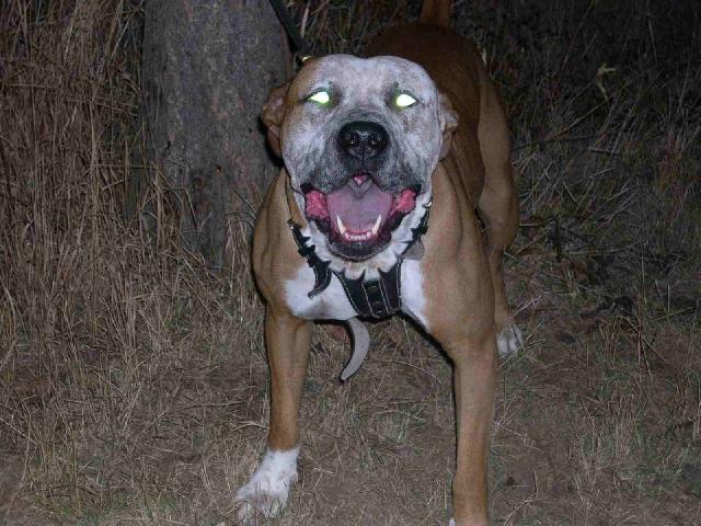 Foto: Americk� pitbull teri�r-BAK. Majitel: VLA. BOR., armagedonx@seznam.cz