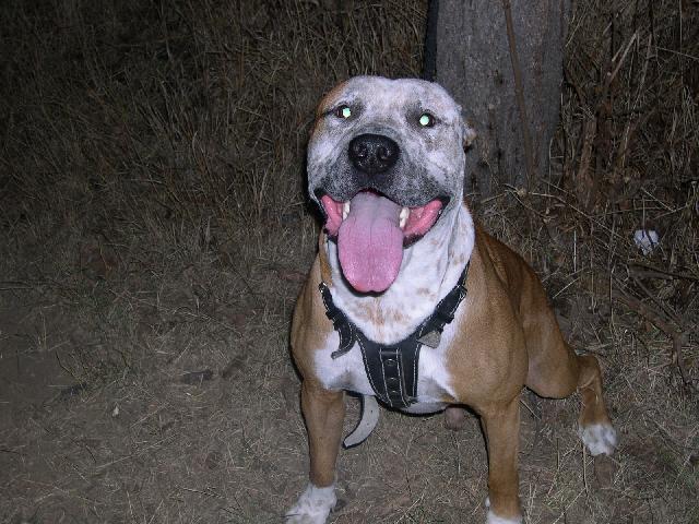 Foto: Americk� pitbull teri�r-BAK. Majitel: VLA. BOR., armagedonx@seznam.cz