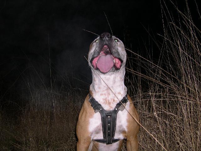 Foto: Americk� pitbull teri�r-BAK. Majitel: VLA. BOR., armagedonx@seznam.cz