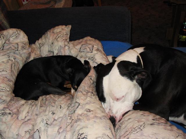 Foto: Americk� pitbull teri�r-Pitbull a Pra�sk� krysa��k. Majitel: Milan