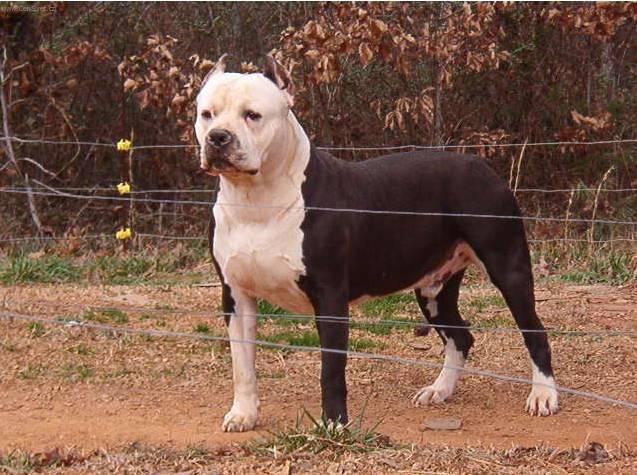 Foto: Americk� pitbull teri�r