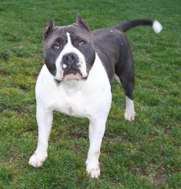 Foto: Americk� pitbull teri�r