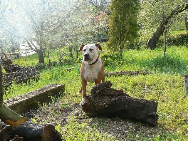 Foto: Americk� pitbull teri�r-Majitel: armagedonx@seznam.cz
