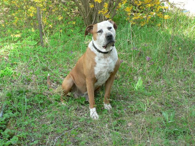 Foto: Americk� pitbull teri�r-Majitel: armagedonx@seznam.cz