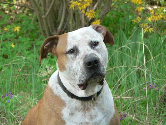 Foto: Americk� pitbull teri�r-Majitel: armagedonx@seznam.cz