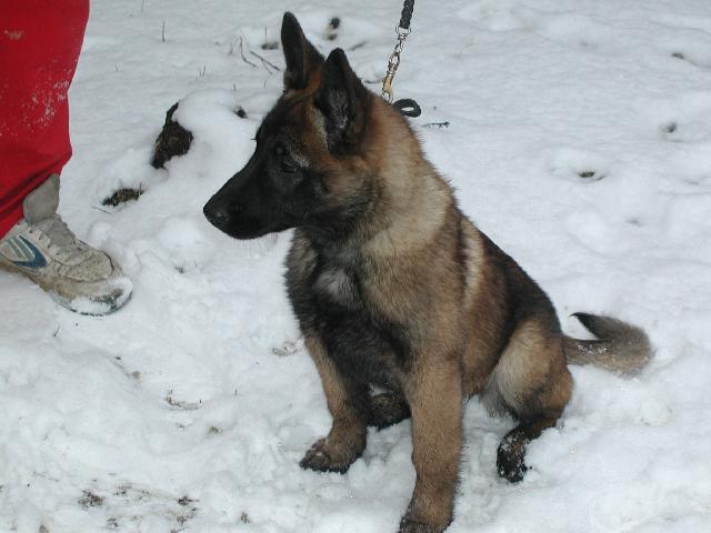 Fotky: Belgick� ov��k - Malinois (foto, obrazky)