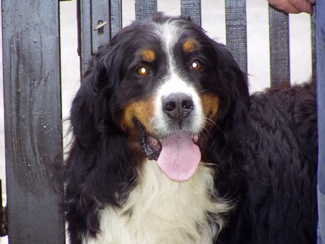 Fotky: Bernsk salanick pes (foto, obrazky)