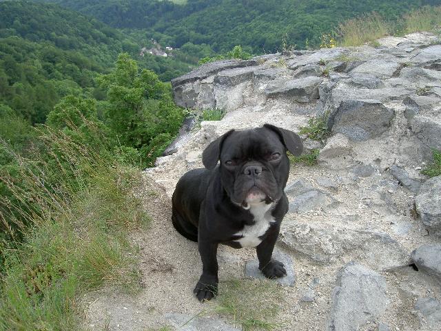 Fotky: Francouzsk buldoek (foto, obrazky)