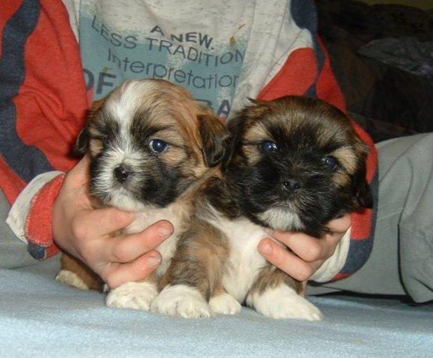 Fotky: Lhasa (foto, obrazky)