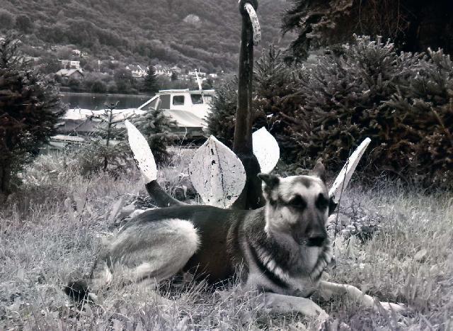 Fotky: N�meck� ov��k (foto, obrazky)