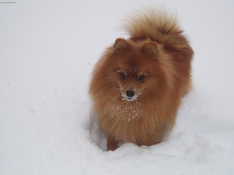 Foto: N�meck� �pic mal�-�pic mal� oran�ov� - ABA Filip�v Dv�r. Majitel: pornikova@quick.cz