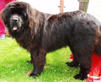 Foto: Novofundlandsk� pes-Chovatelka: Lucka