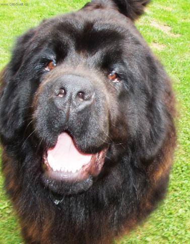 Foto: Novofundlandsk� pes-Chovatelka: Lucka