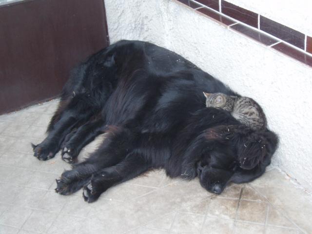 Fotky: Novofundlandsk� pes (foto, obrazky)