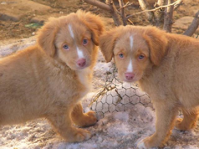 Foto: Novoskotsk� retr�vr-Nova Scotia Duck Tollilng Retriever annadurajova@email.cz)