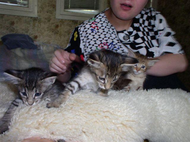 Fotky: Orient�ln� dlouhosrst� ko�ka - jav�nsk� (foto, obrazky)