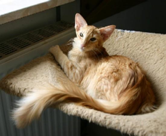 Fotky: Orient�ln� dlouhosrst� ko�ka - jav�nsk� (foto, obrazky)