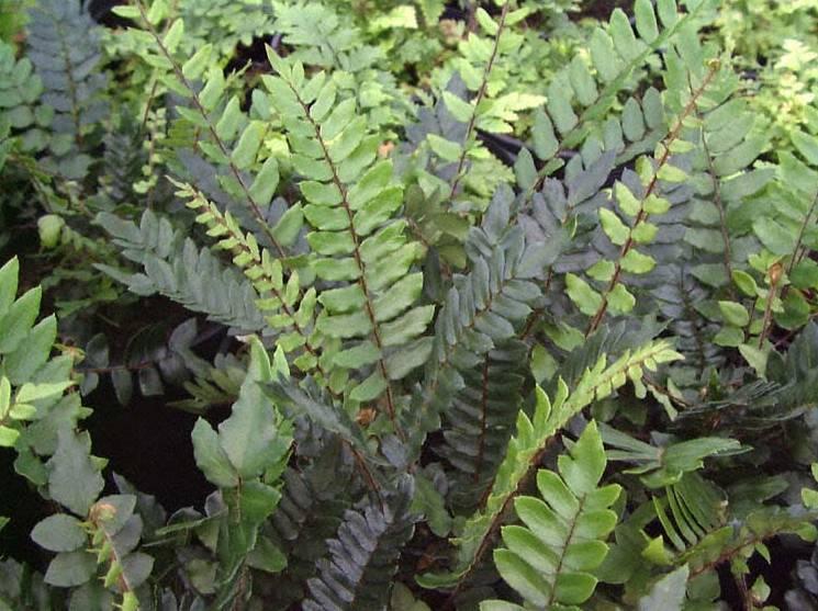 Fotky: Pelea knoflikov� (foto, obrazky)