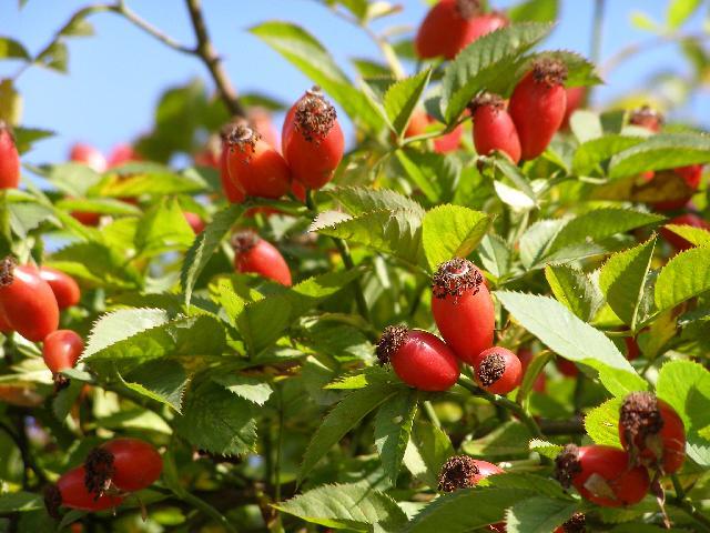 Fotky: R��e ��pkov� (foto, obrazky)