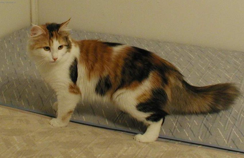 Foto: Sibi�sk� ko�ka