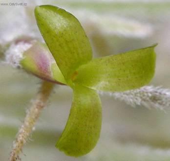 Fotky: Tilandsie ed (foto, obrazky)