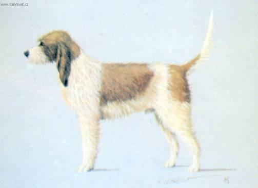 Fotky: Velk� vend�esk� hrubosrst� honi� (foto, obrazky)