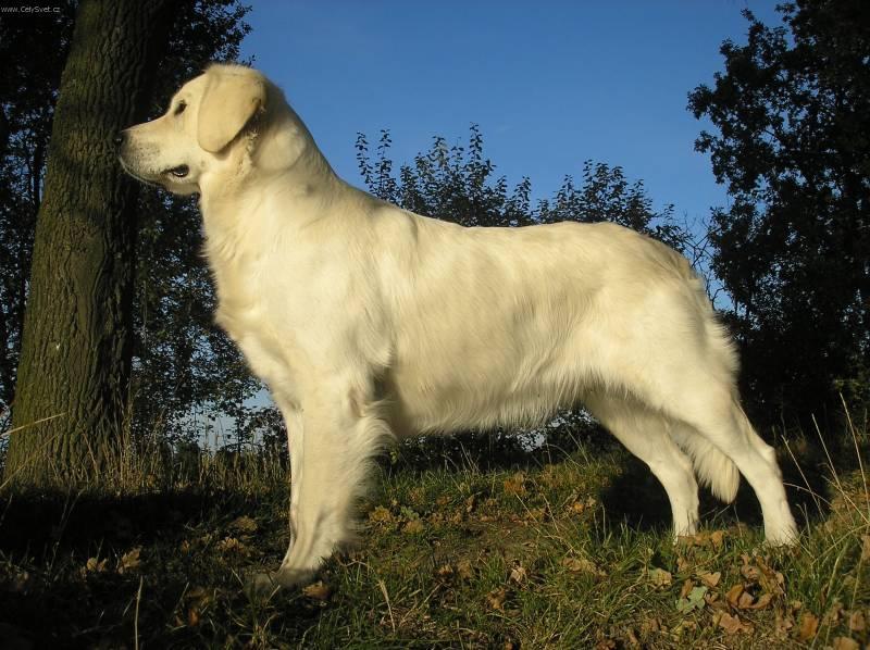 Foto: Zlat� retr�vr-Majitelka: Du�kov�