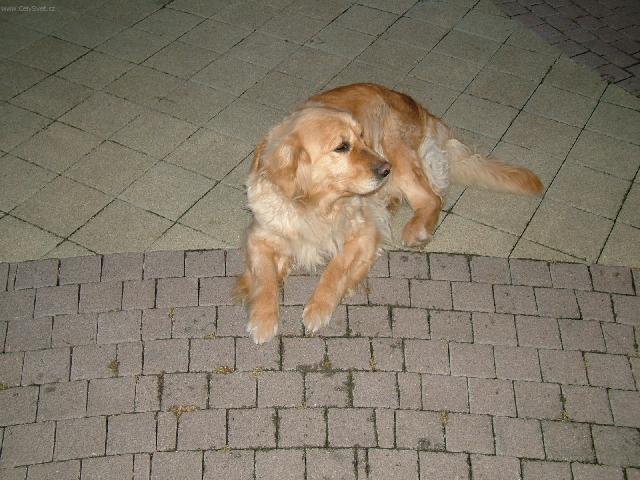 Foto: Zlat� retr�vr-Nela & Tina. Majitel: Martin