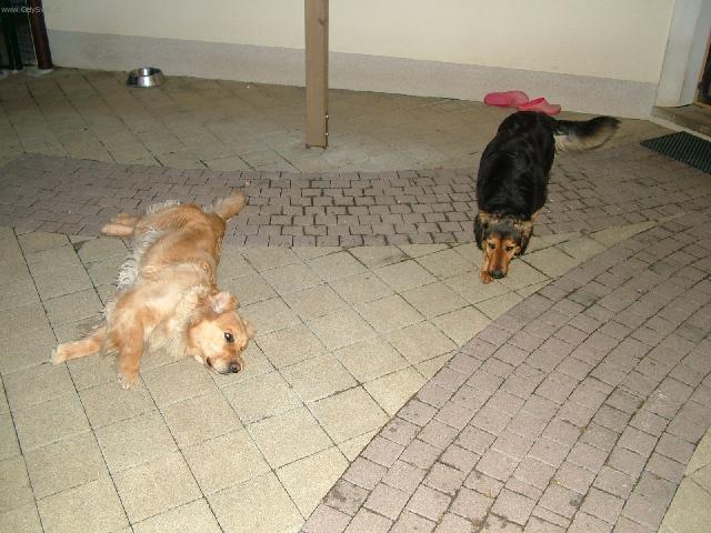 Foto: Zlat� retr�vr-Nela & Tina. Majitel: Martin