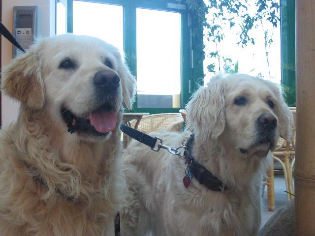 Foto: Zlat� retr�vr-Nejvet�i kamo�i moji zlat��ka. Majitelka: Annie