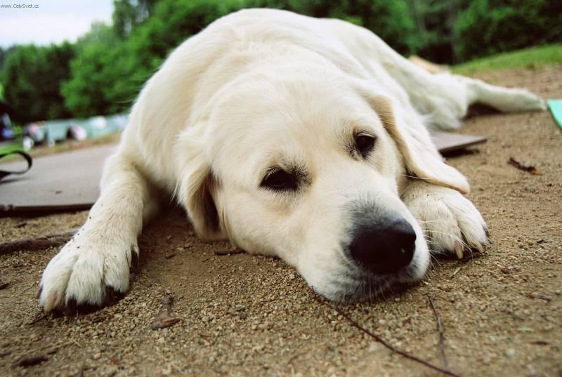 Foto: Zlat� retr�vr-Majitelka: Du�kov�