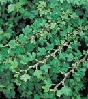 Fotky: Bean popnav (foto, obrazky)