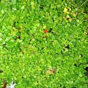 Nertera andsk, korlovka