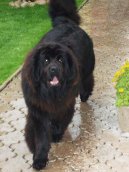 Novofundlandsk� pes