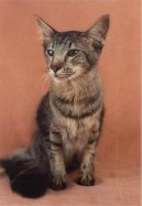 Fotky: Orient�ln� dlouhosrst� ko�ka - jav�nsk� (foto, obrazky)