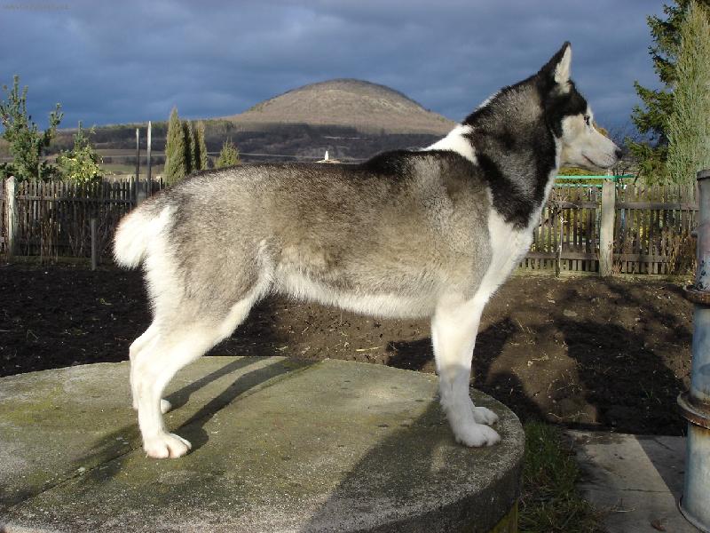 Foto: Daisy Siwash Legend-www.daisy.borec.cz