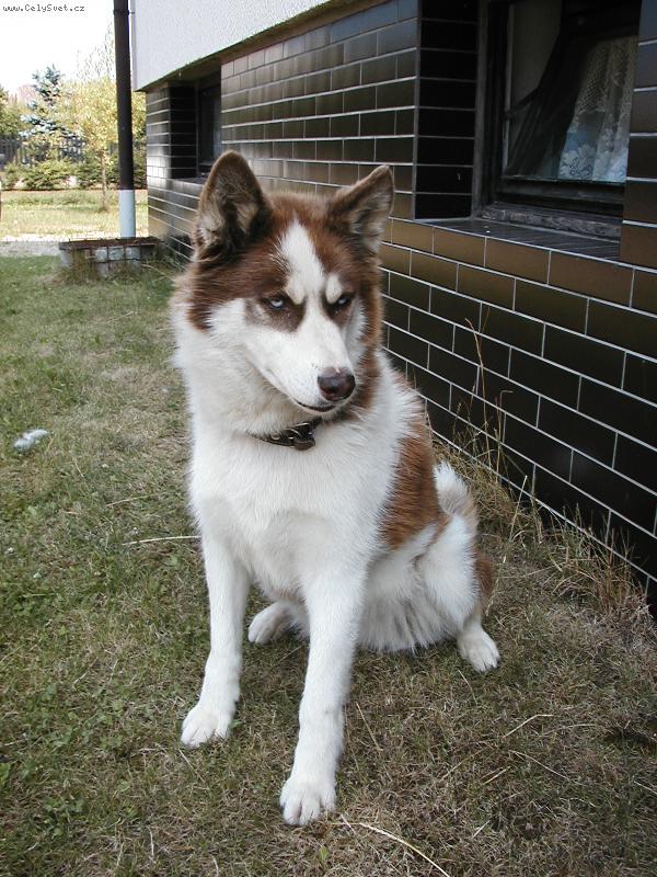 Foto: Brenda-...cht�lo by to n�jakou ko�ku na hran� :o)