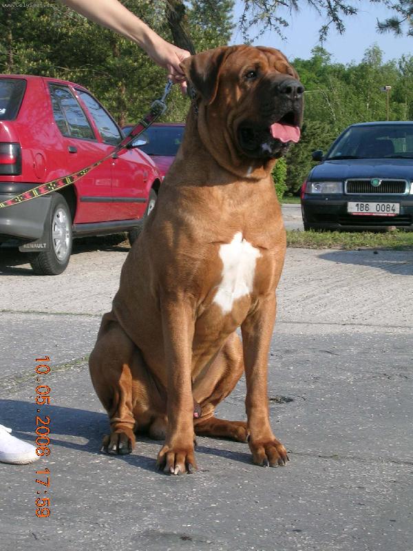 Foto: Tosa inu-Uruwashii Tosa Centrum