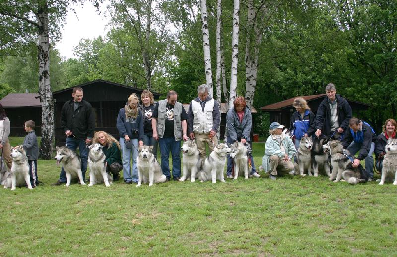 Foto: malamut� superstar B�l� pod Bezd�zem-malamut� setk�n� AMKCR
