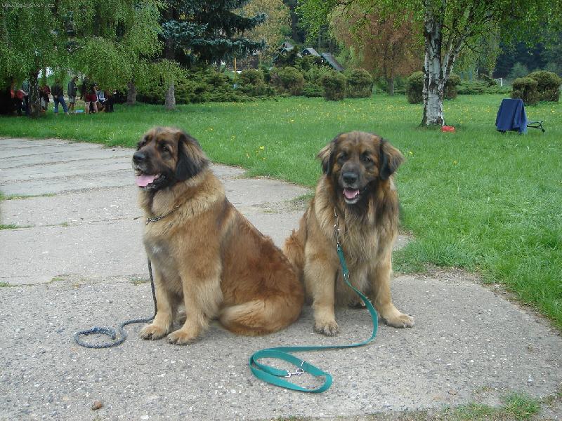 Foto: Sourozenci-Arisa Engel Zlat� Kamelie a Ab� Artouche Zlat� Kamelie