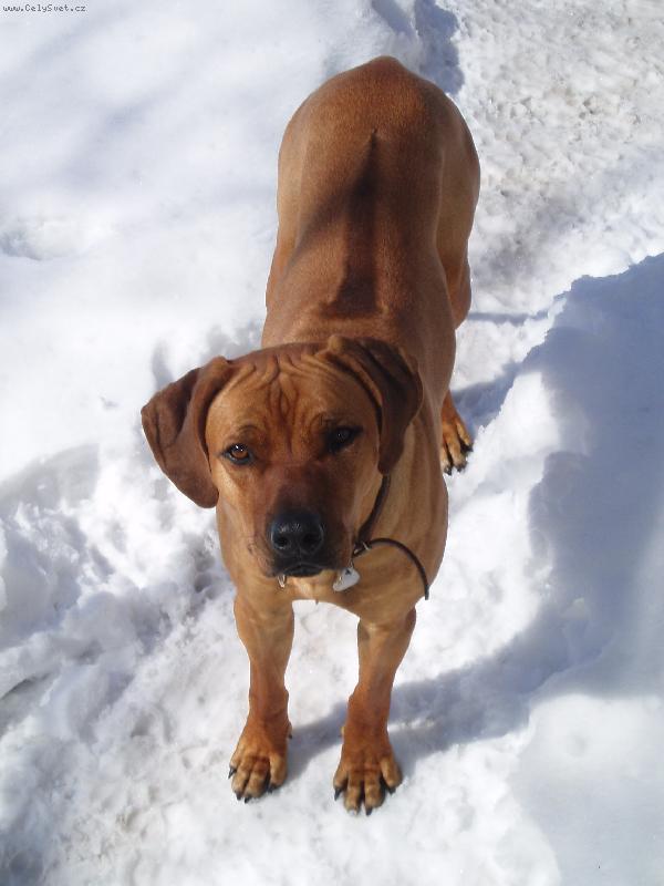 Foto: RR Sally-Sally a zima