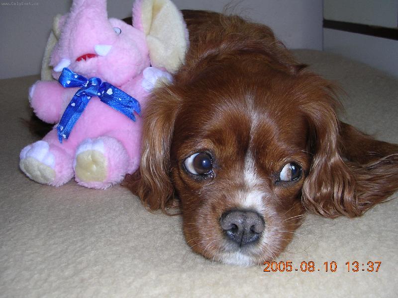 Foto: Am�a =)-M�j mil��ek Amanda s ply���kem - nen� roztomil�???