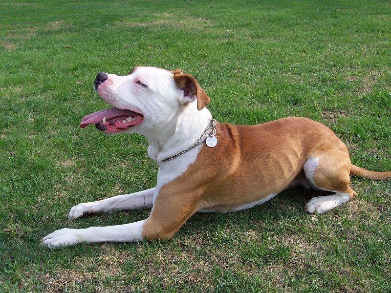 Foto: pes-p�kn� ne????