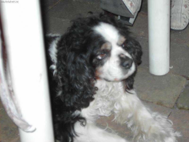 Foto: kaval�r king charles �pan�l