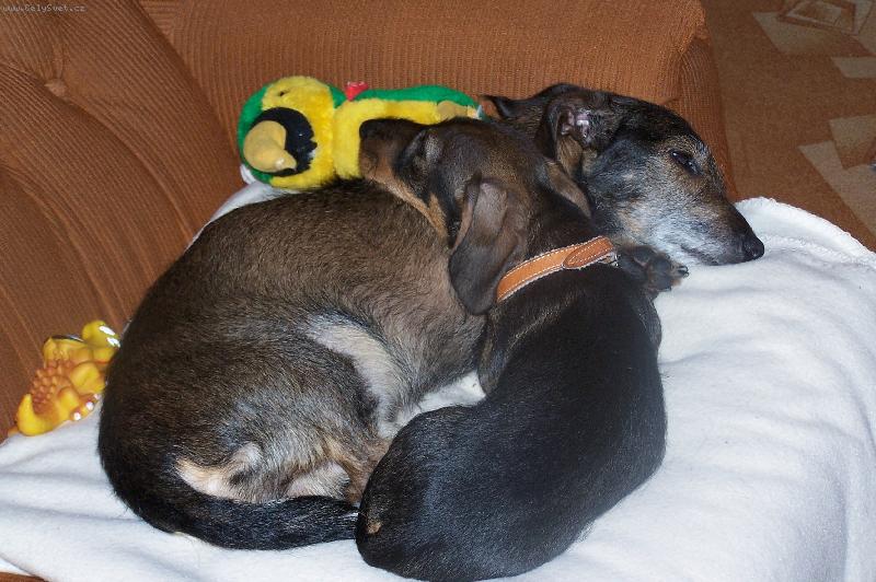 Foto: Starou�ek �end�k a mimino Tob�k :-)