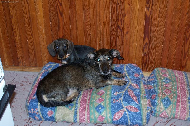 Foto: �end�k a Tob�k-pani�ko, posp� s tou �amkou!